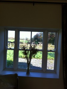 Cows at the window