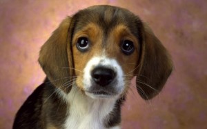 cute-dog-widescreen-wallpape_w520