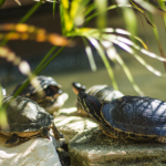 Playa del Carmen hosts SITE