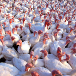 Sharing Economy + Meetings Industry = Turkeys voting for Christmas?