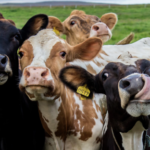 Why incentive travel professionals should follow Irish farmers by adapting to, and adopting AI
