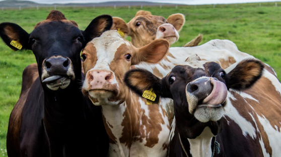 Cows in Ireland