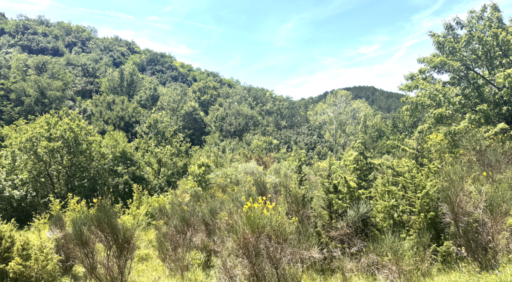 Why Istria belongs on the Incentive map